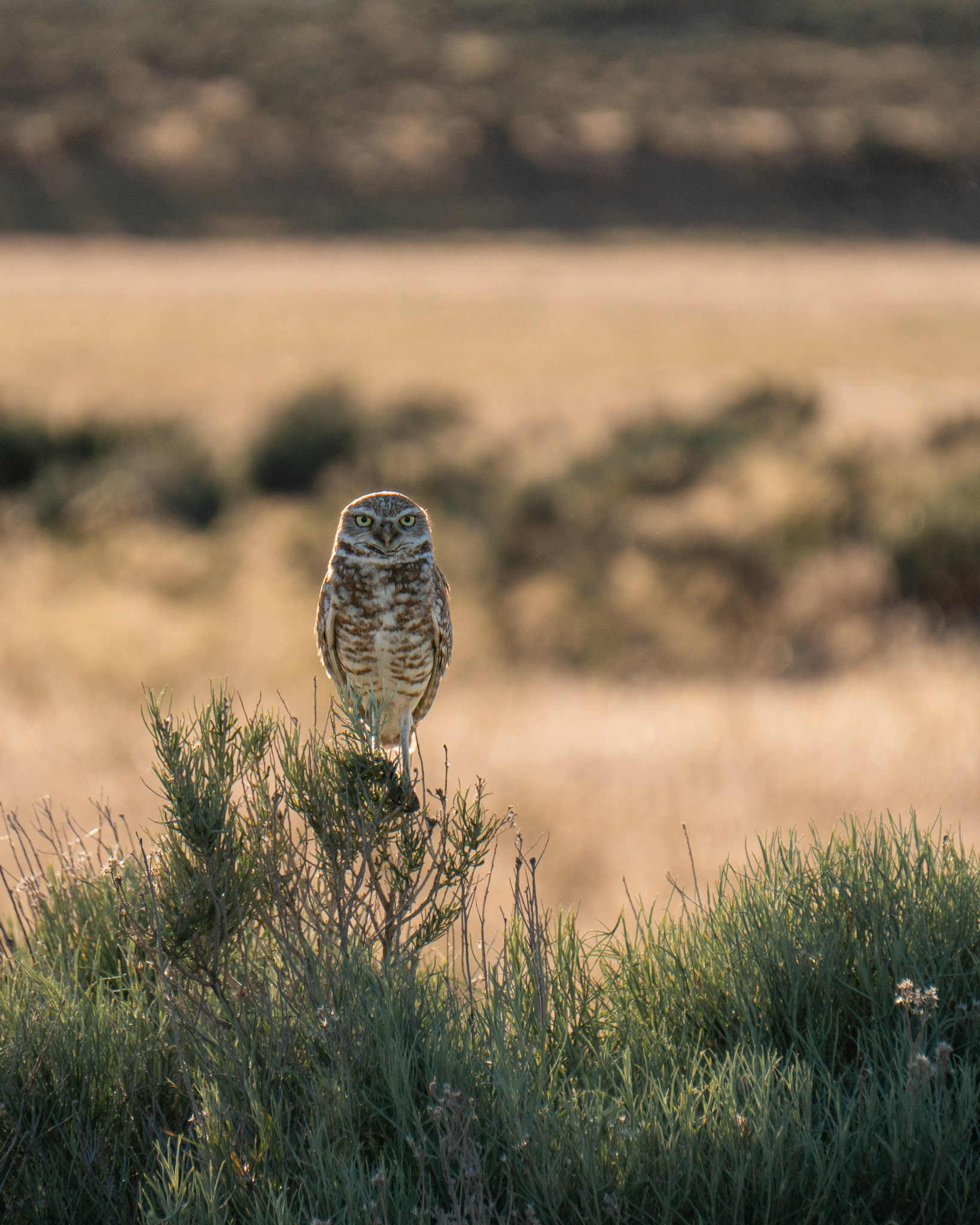 A burrowing owl perches on brush and looks directly at the camera with intense yellow eyes